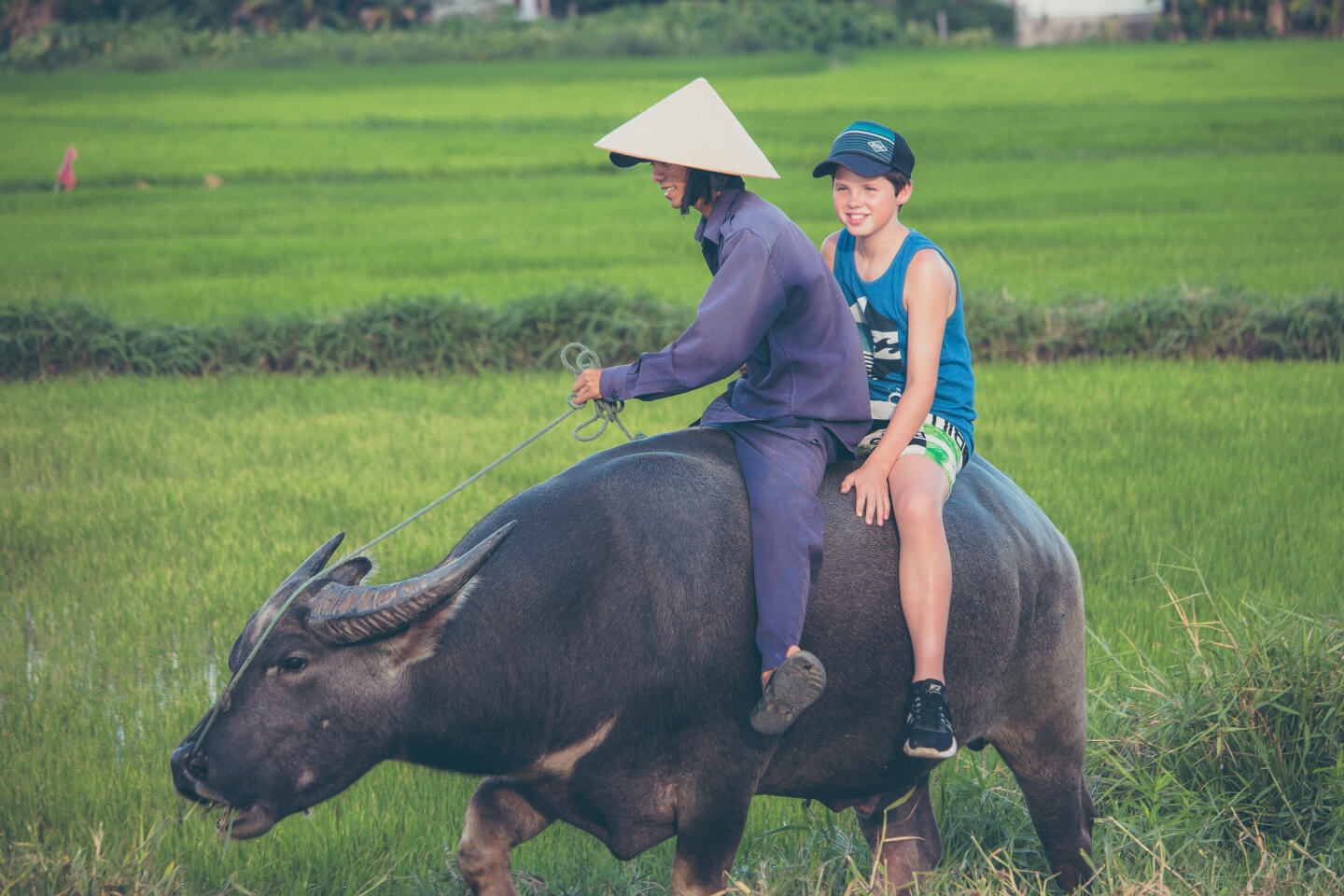 water buffalo riding in tra que vegetable village