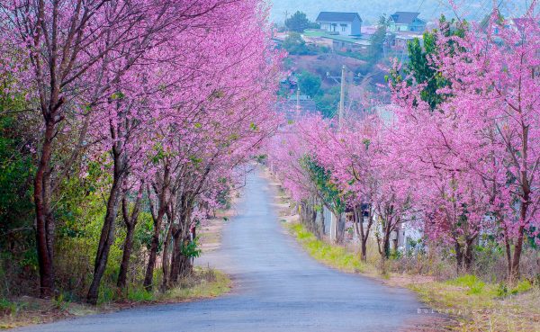 best time to visit da lat