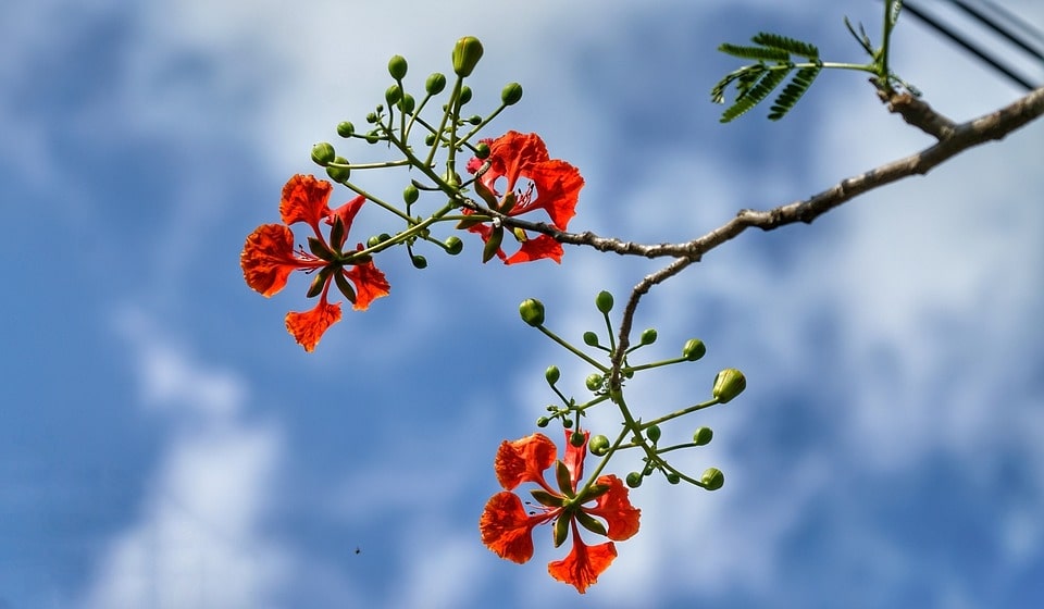 red-poinciana-flowers