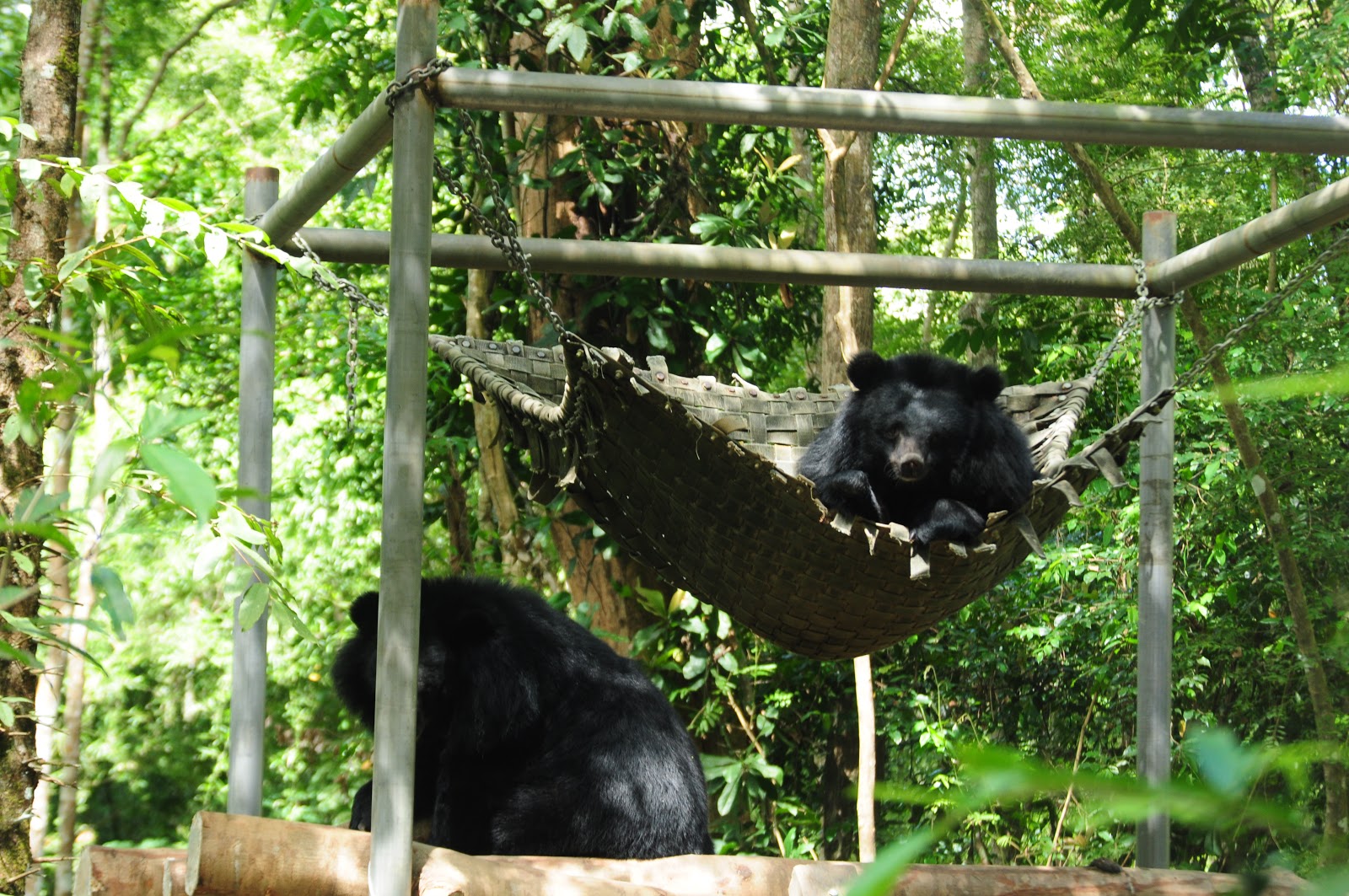 Bear-Rescue-Center